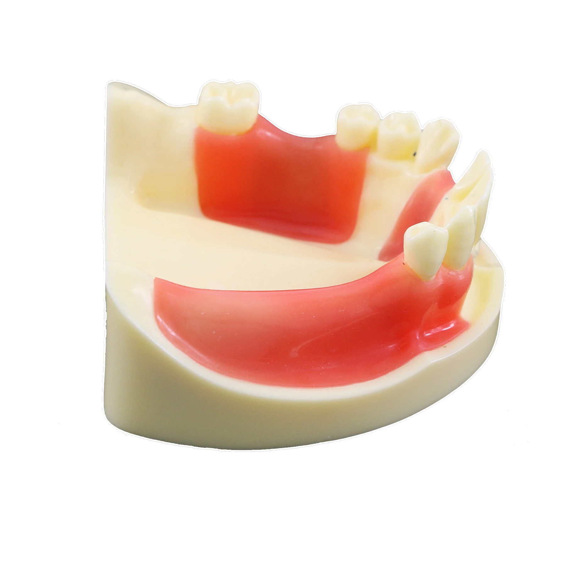 Dental Model Dentistry Implant Practice Training Model For Cutting Implant And Suturing Practice with Cancellous Bone Dental Lab