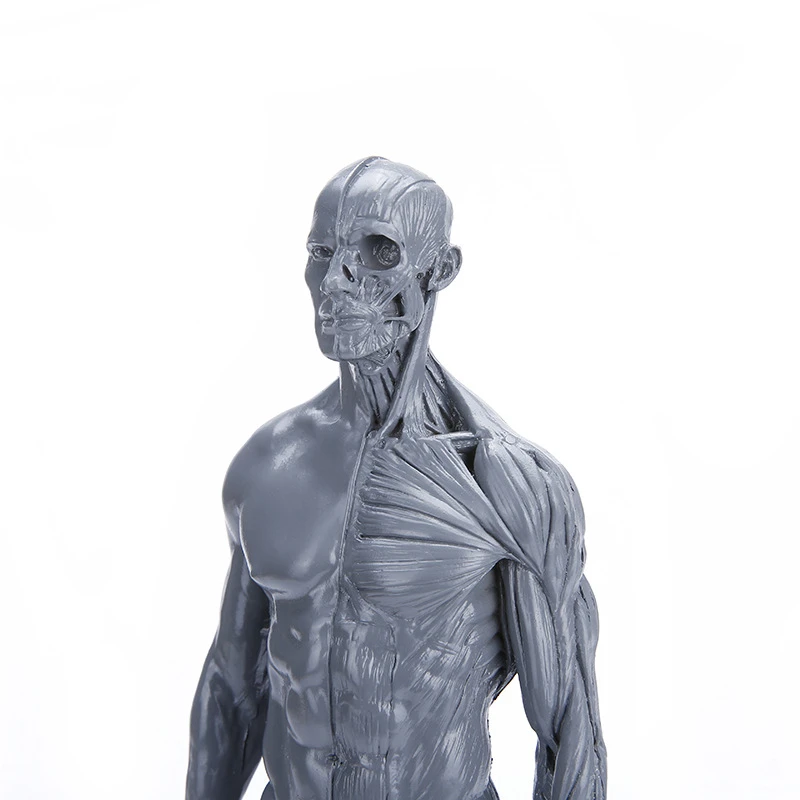 Male&Female Human Anatomy Figure Ecorche and Skin Model Lab Supplies, Anatomical Reference for Artists (Gray)