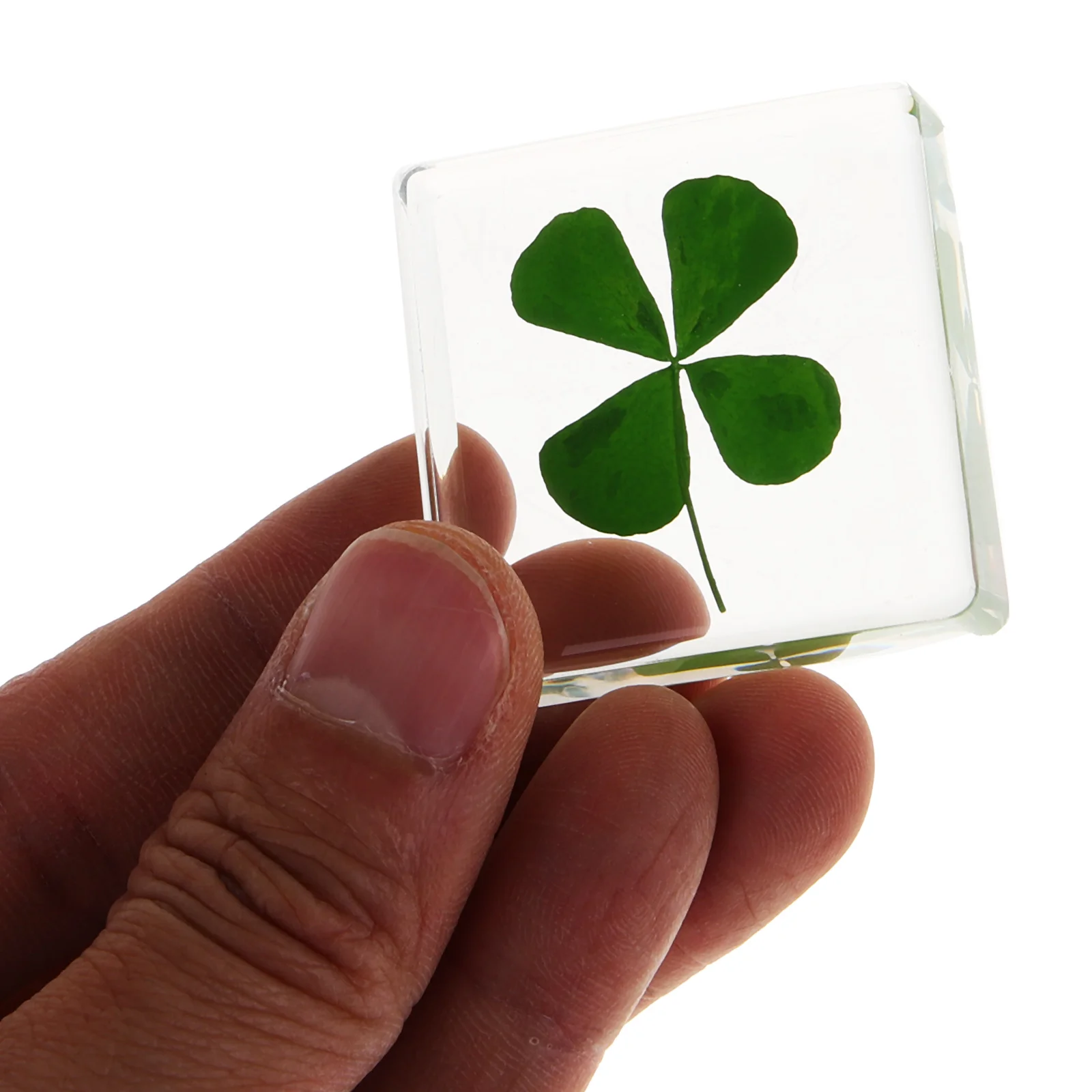 

2pcs Resin Clover Specimen Decor Ornament Desktop Art Craft Gift Item for Home Decoration Collection Display with