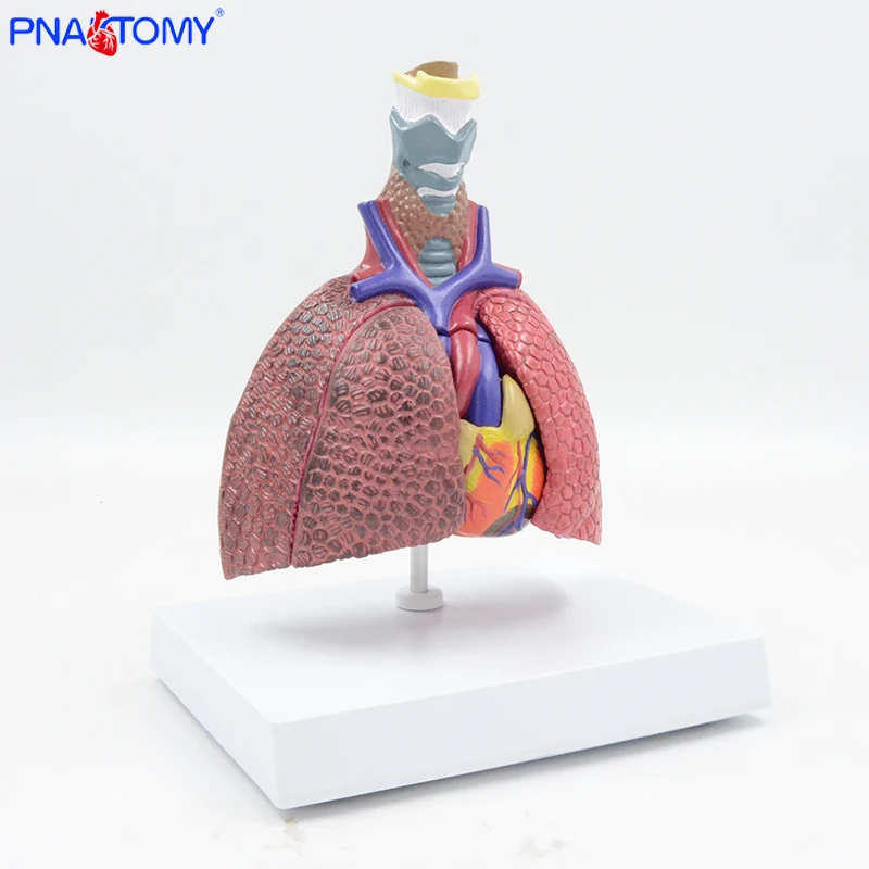 

This miniature model of the respiratory system shows in detail the anatomy of the thyroid, heart and lungs. The left lung was he