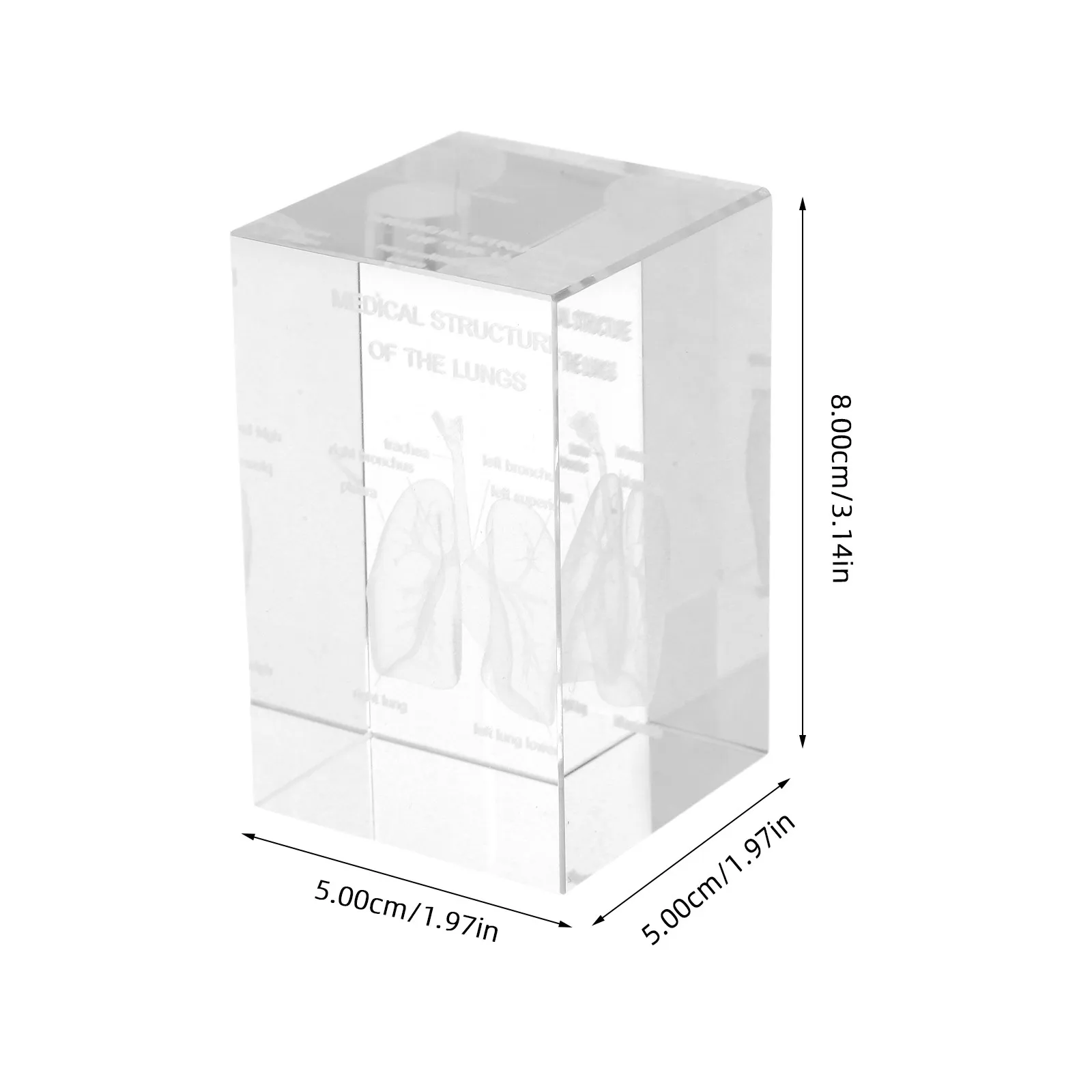 Exquisite Crystal Cube with Intricate 3D Human Lung Anatomy Engraving Transparent Light Refracting Scientific Decor Educational