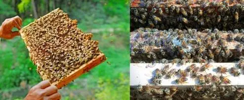 100pcs Plastic Queen Excluder 10-Frames For Bee hive Beekeeping Equipment;Beekeeping Queen Bee Excluder Trapping Grid Net Tool