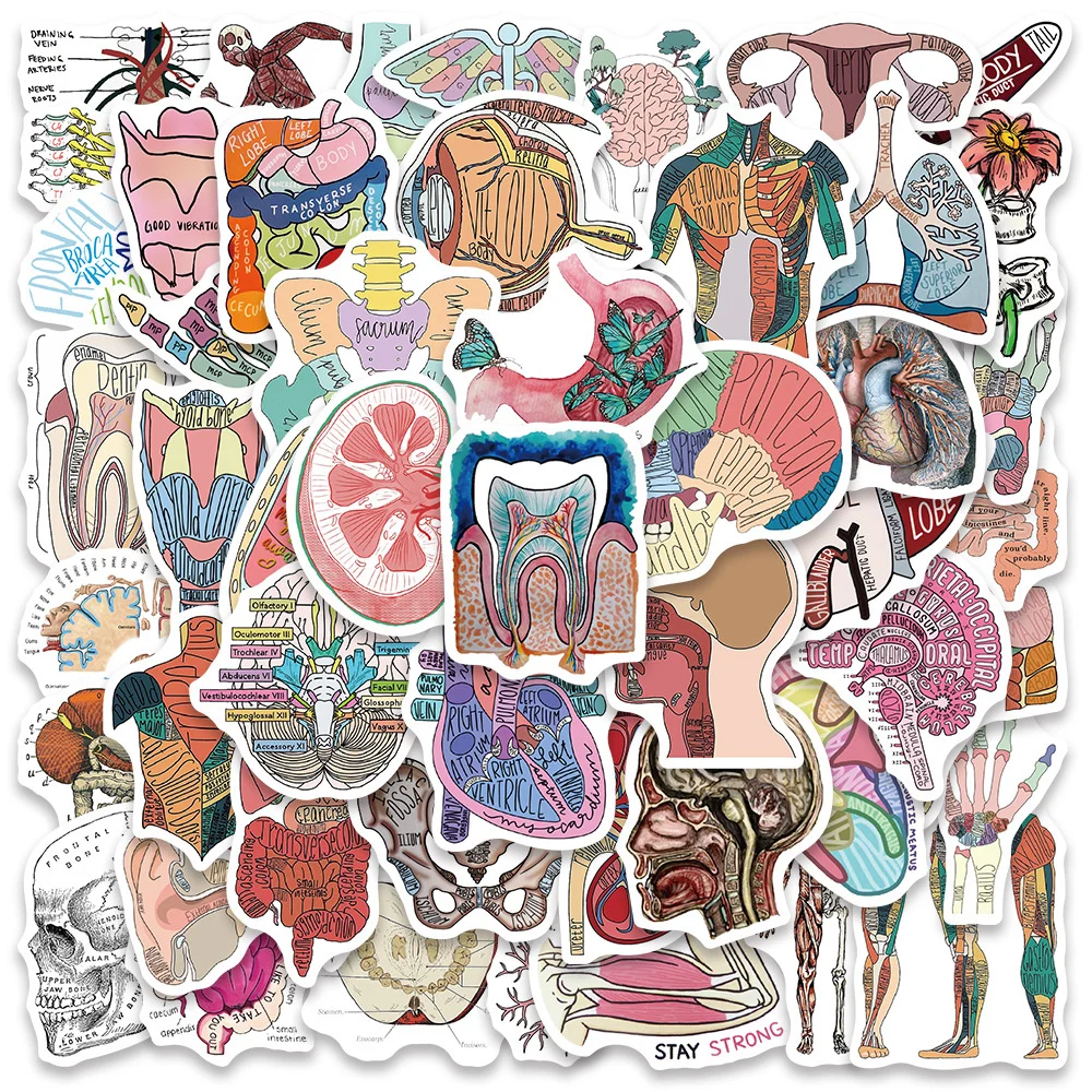 50pcs Human Body Science Anatomy Stickers Pack Laptop Phone Case Ipad DIY Sticker Journal Accessories Scrapbooking Supplies