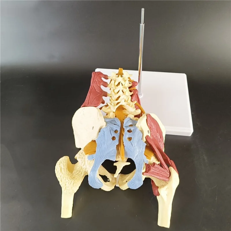 

Popular Lumbar Spine Bone Model, Pelvis Model, Pelvic Floor Muscle Anatomy Model Life Size Adult Skeleton Anatomical Model