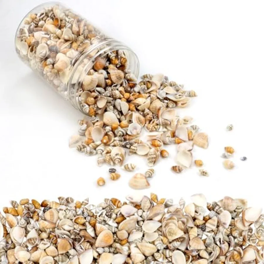

1500 Pcs Small Shells For CraftsSmall Sea Shells For Crafting Mini Seashells Bulk for Decorating Assorted Tiny Seashells For Re