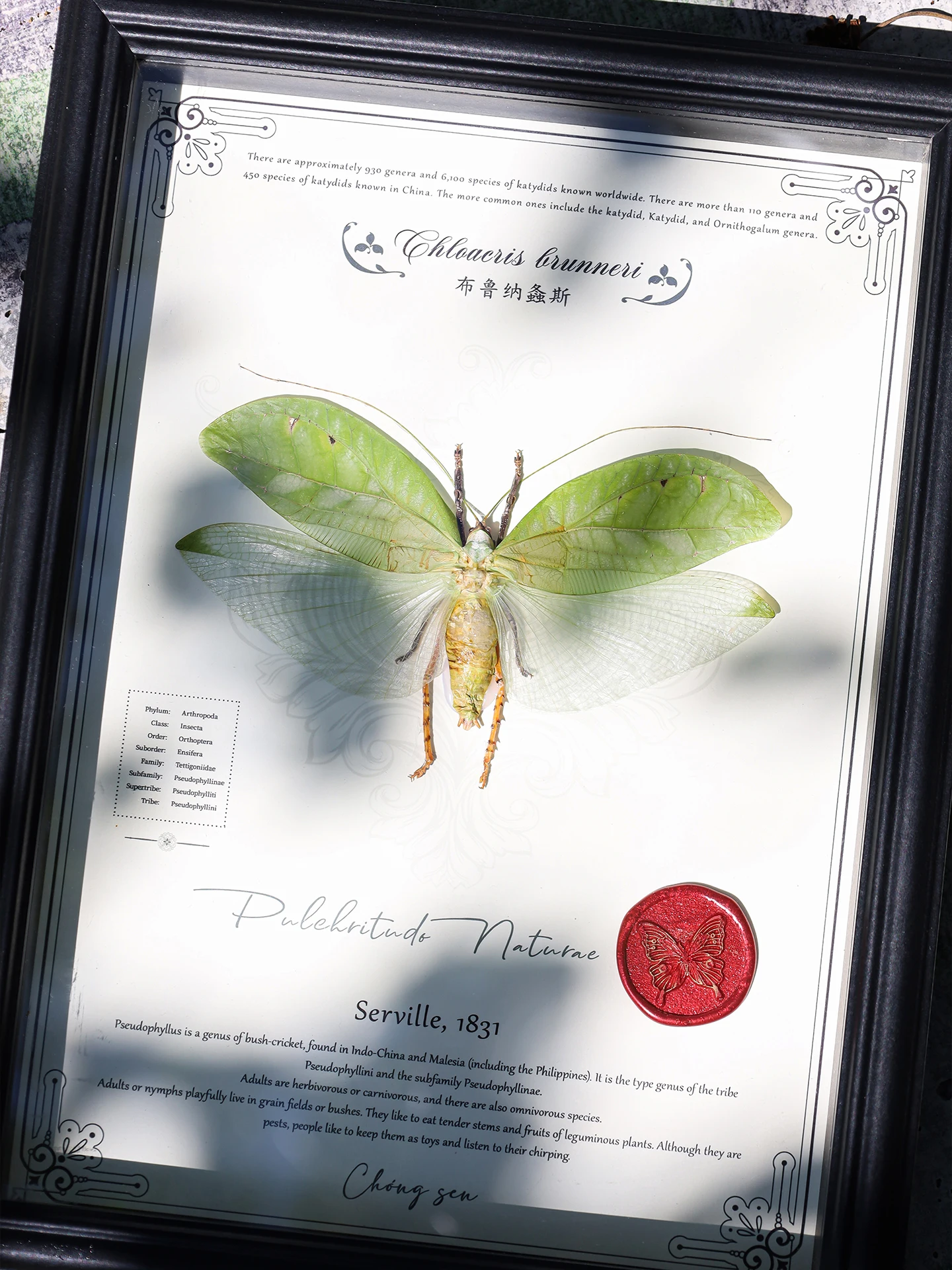 

Большая коллекционная модель насекомого Broodina Cicada, реалистичное искусство из натуральных образцов, редкий предмет декора, профессиональный экспонат, подарок для мужчин и женщин