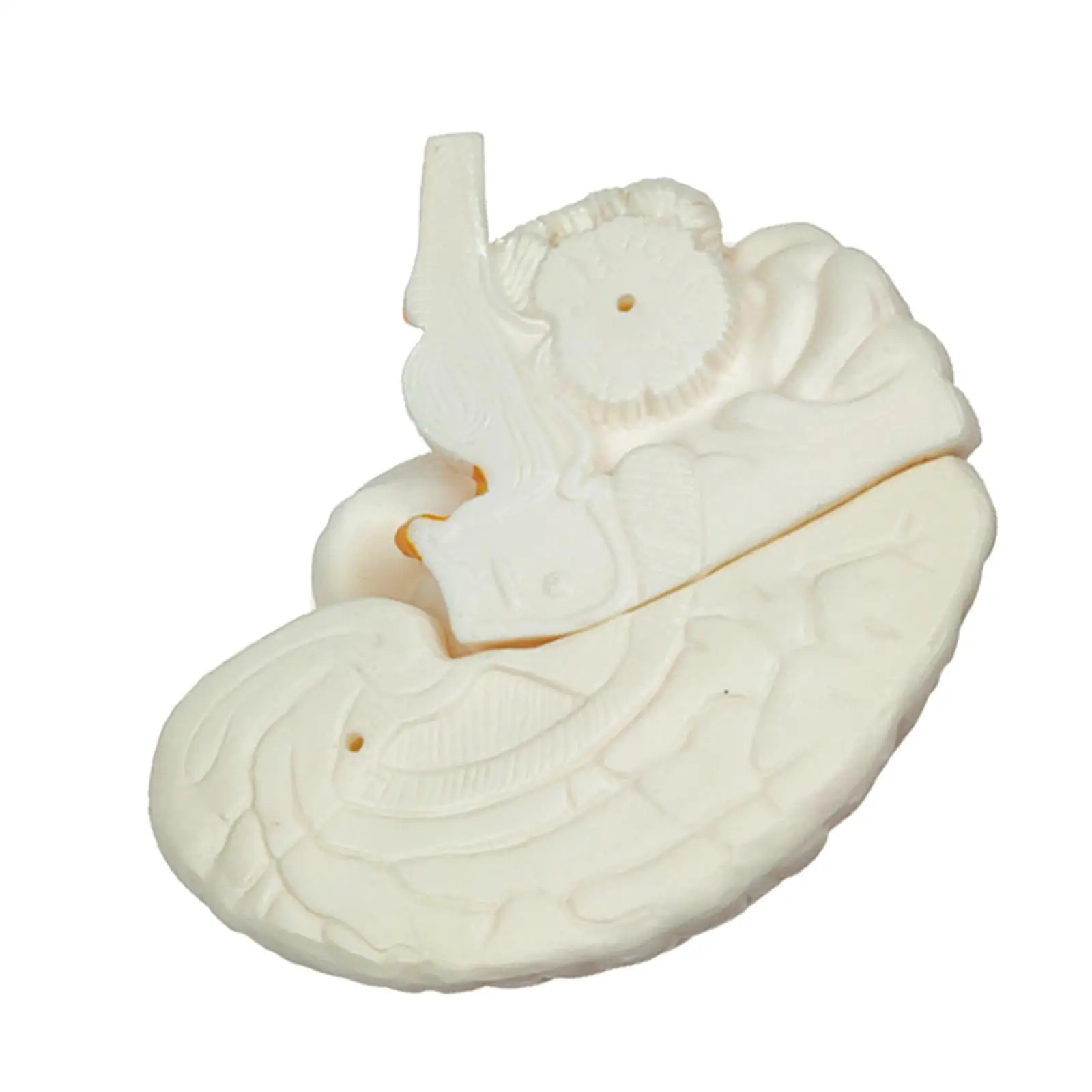 Human Brain Model Anatomy Teaching Tool Plastic Life Size for School Education Display Brain Development Toys
