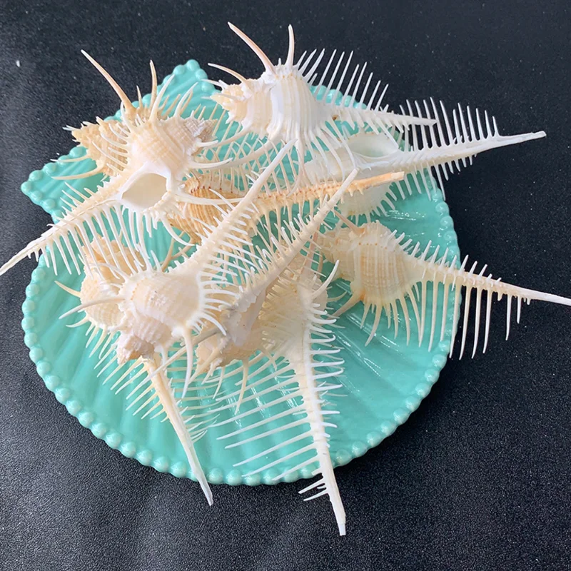 

Murex Pecten Natural Conch Shell Home Decoration Craft Gift Marine Specimen Snail Beach Decorations for Home seashells