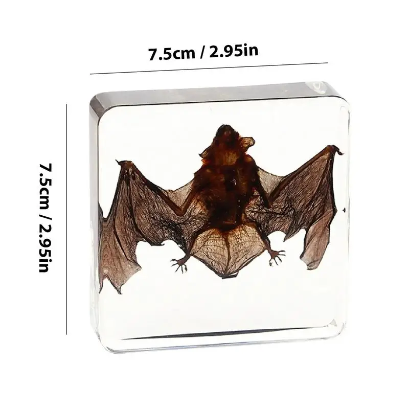 Hewan asli Taxidermy Bat dalam Resin spesimen kelelawar nyata untuk pendidikan kelas sains hadiah BAGUS UNTUK penggemar biologi Oddities