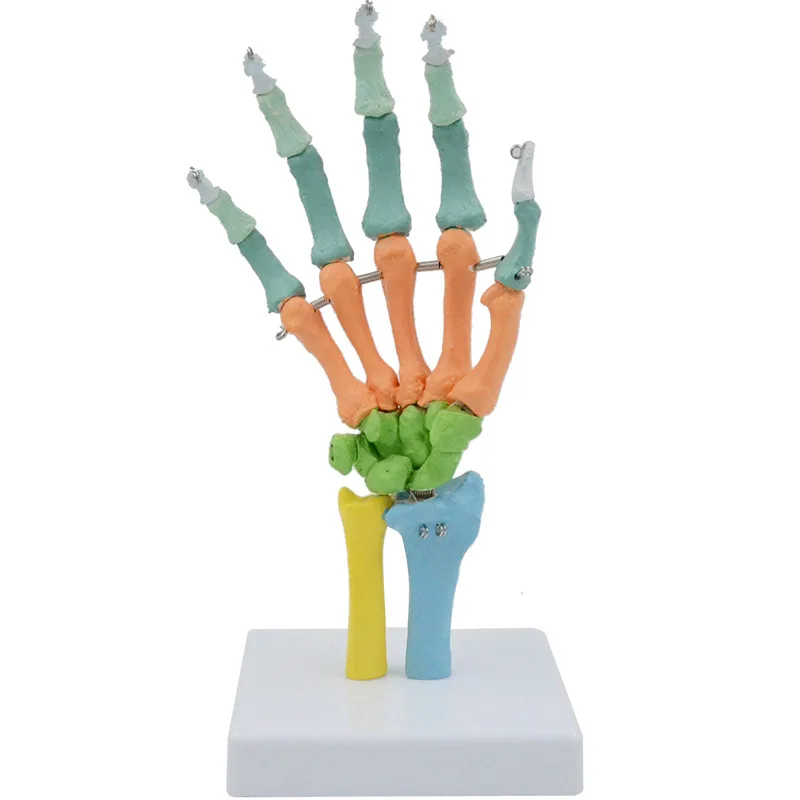 1:1 Color Bendable Hand Bone Model Human Skeleton Anatomy Wrist Joint Ulna Radius Sketch Orthopedic Medicine