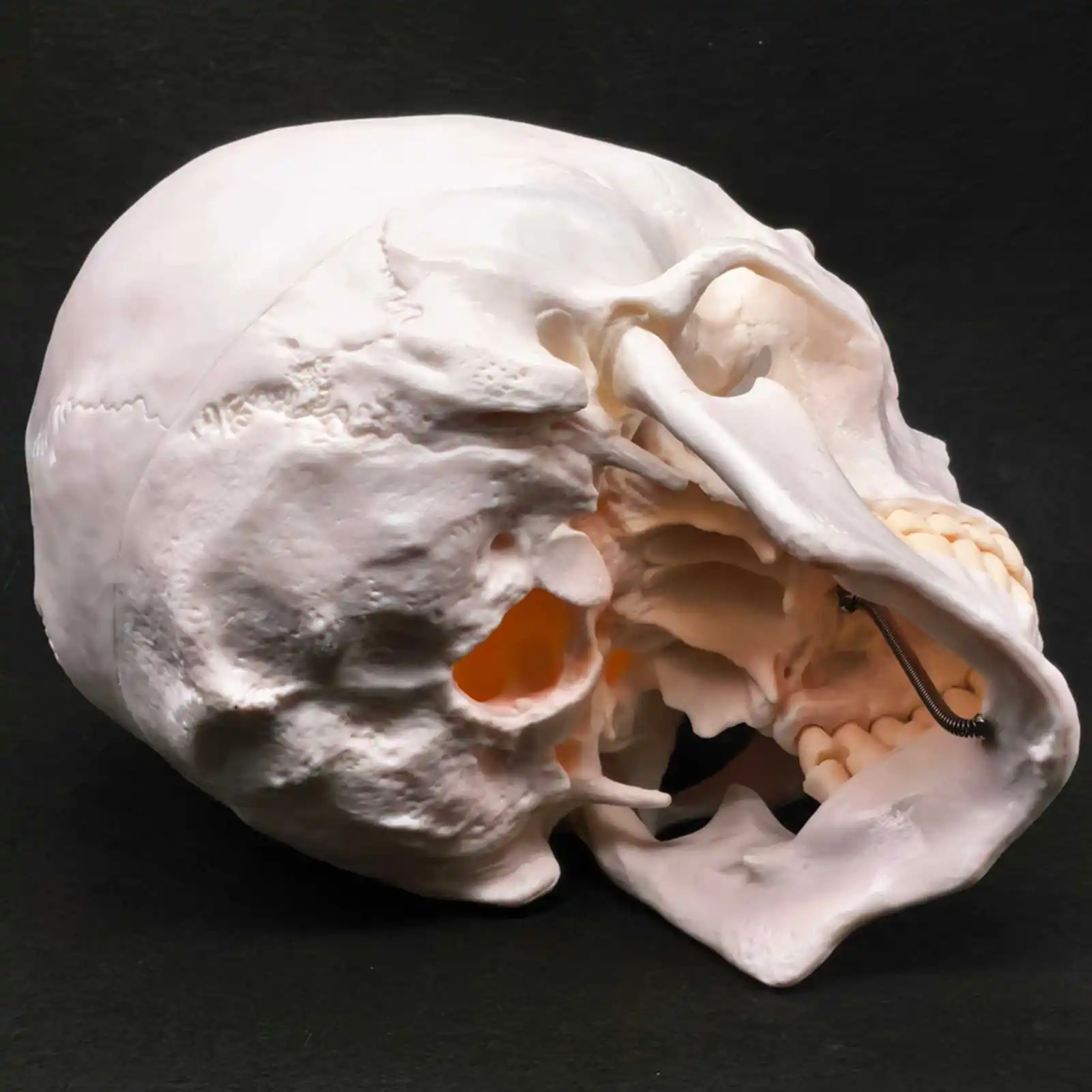 PVC Natural Life Size Human Skull Model High Simulation Anatomical Flexible For Medical Art painting Teaching