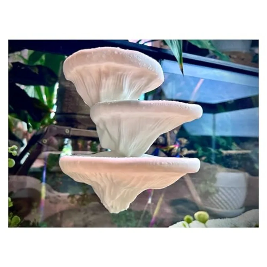 

【Spot goods】Mushroom Ledge for Terrarium Climbing and Resting Platform with Suction Cups Bone 6''x4.5''x5.25''
