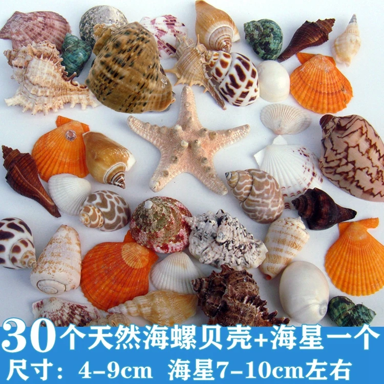 Natural Conch Shells Starfish Fish Tank Aquarium Landscaping Decoration Hermit Crab Shell Changing Crafts