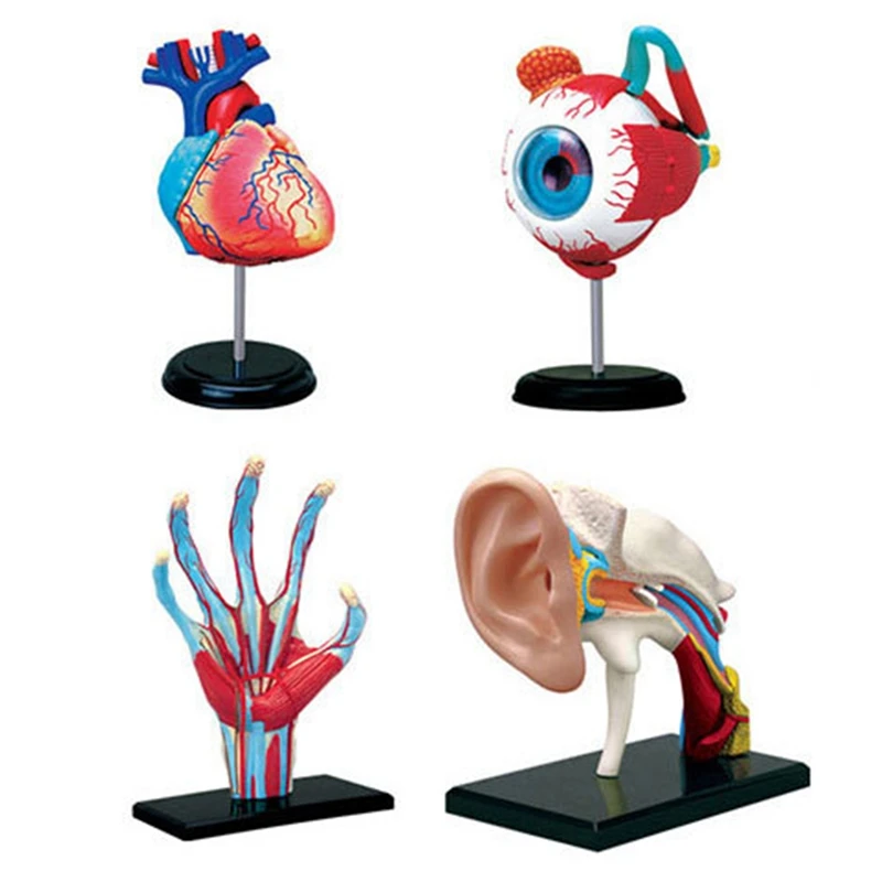 HOT--Torso Human Body Model Removable Parts Education Organs Model For Teaching Study Class Students