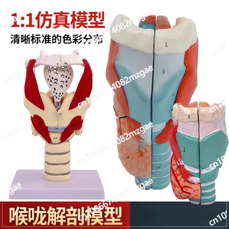 Hot Structure and Function of Larynx Model,Human Anatomical Larynx model