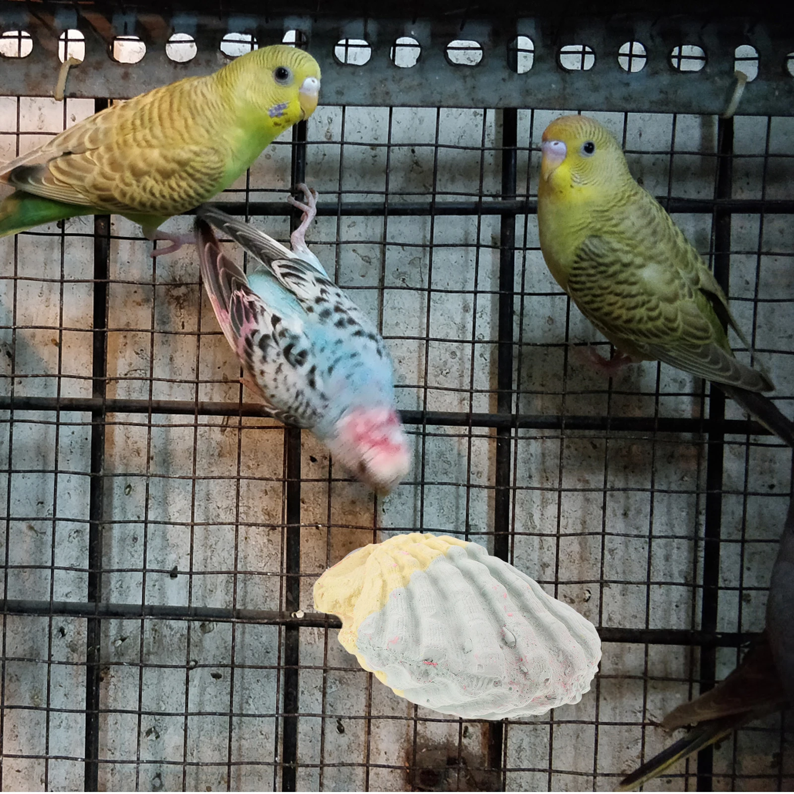 

Chinchilla Squirrel Parrot Chewing Stone Teeth Grinding Cage Calcium Nutrition Enrichment Peck Stone Parrot Foraging Toys