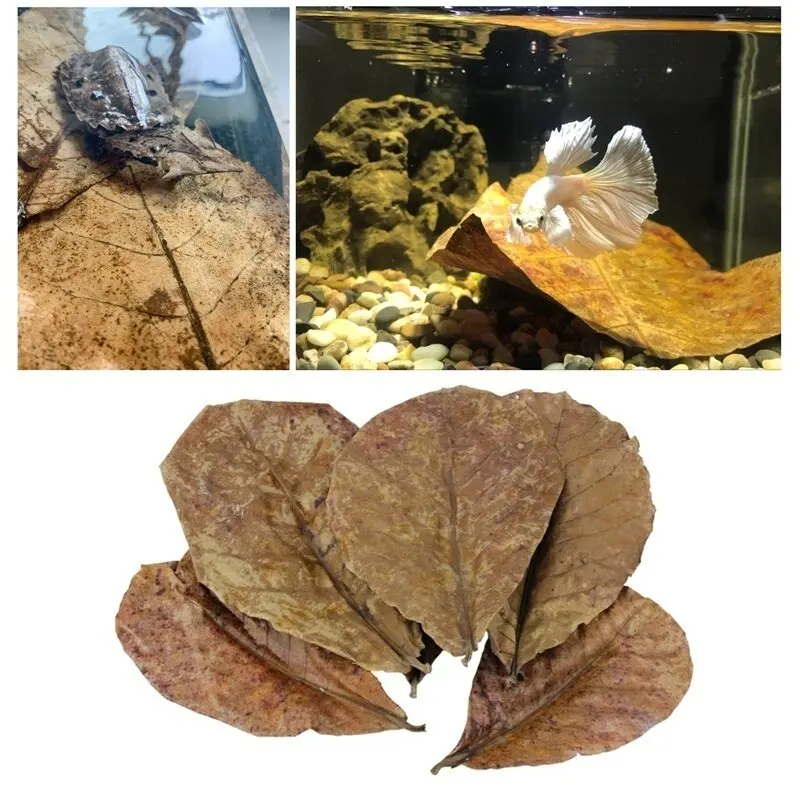 10PCS Natural Terminalia Catappa Foetida Leaf Cleaning Aquarium Tank Lower PH Inhibit Bacteria Fish Treatments