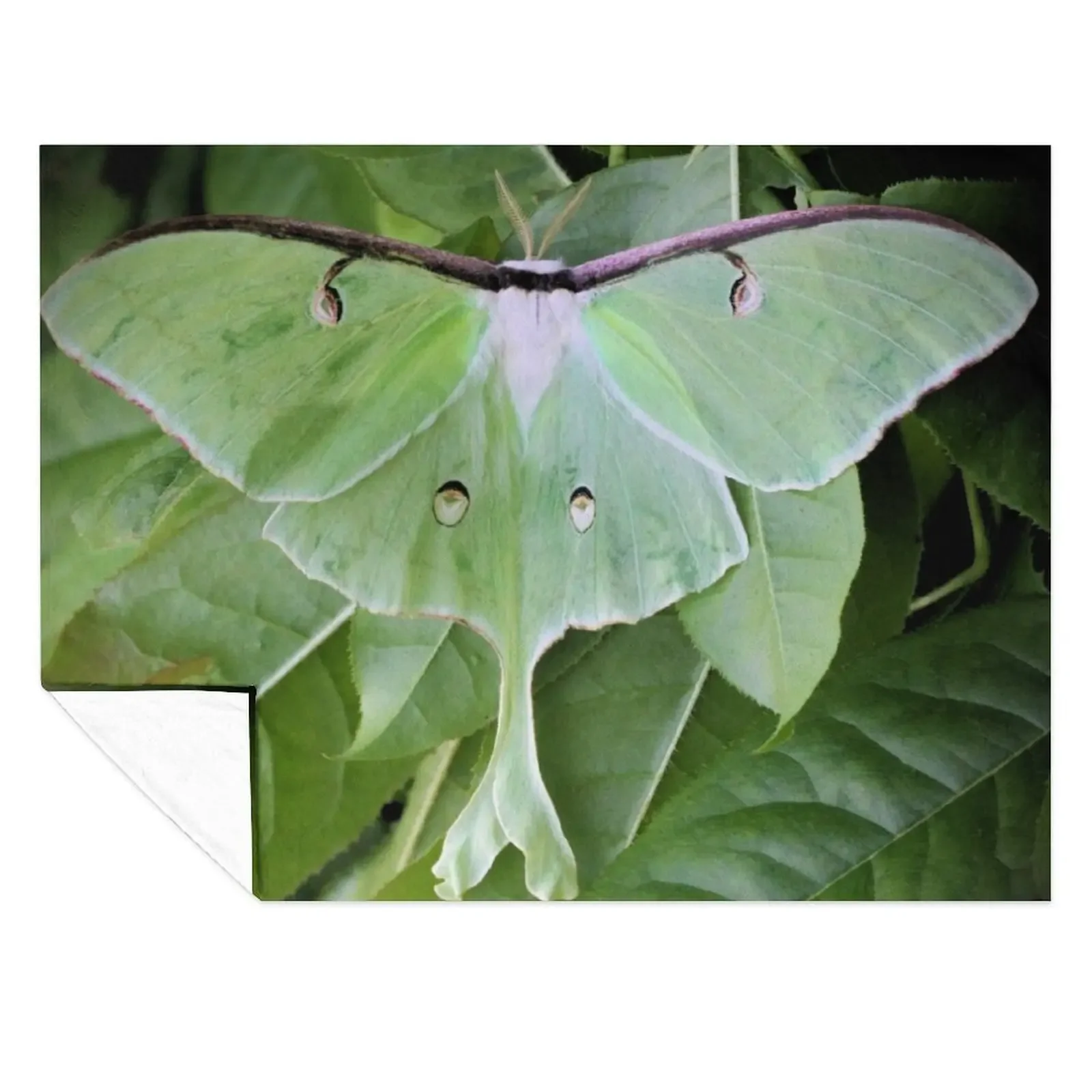 

Luna Moth Throw Blanket halloween Bed covers Moving Cute Blankets