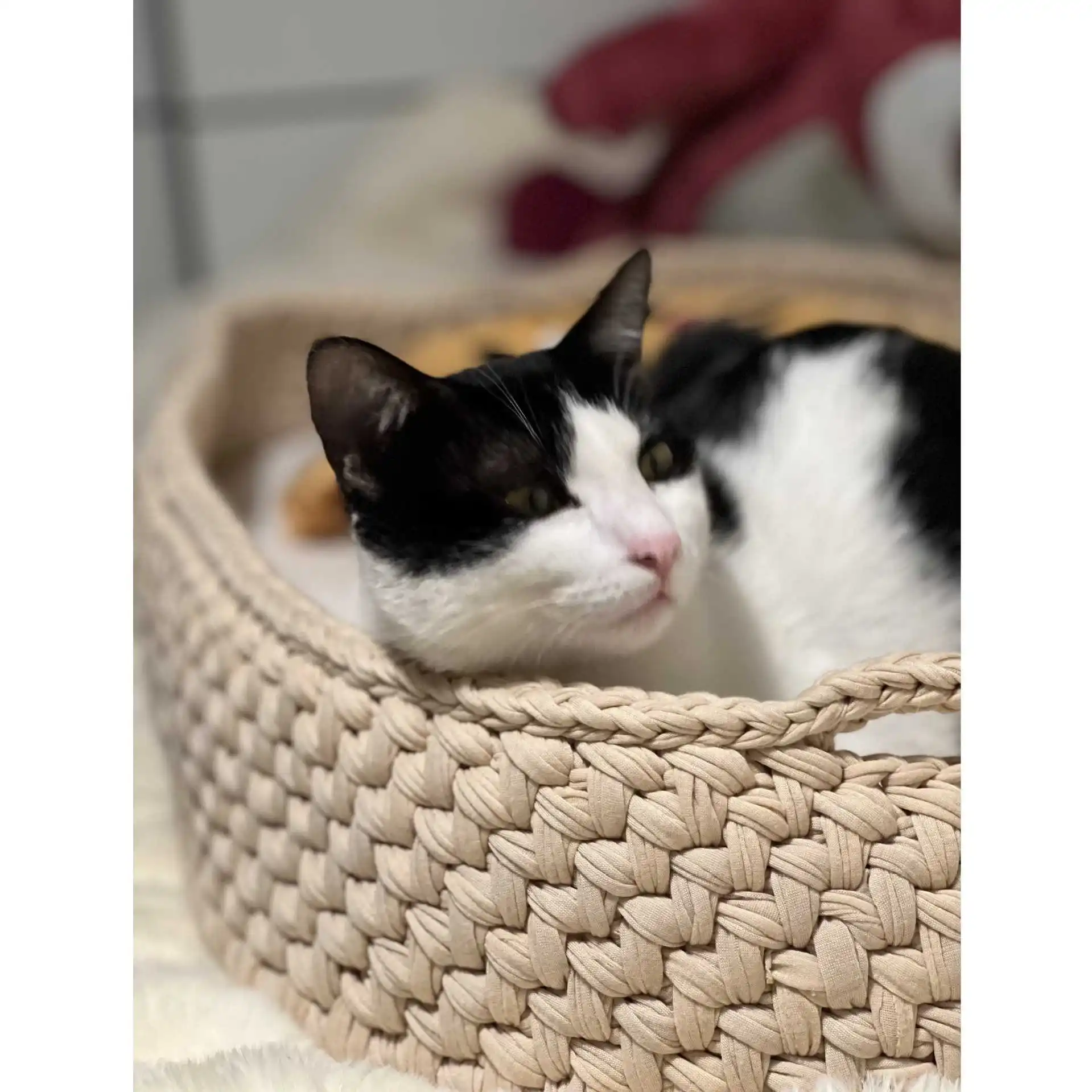 وسادة نوم على شكل قطة منسوجة للفصول الأربعة للخريف والشتاء، سجادة نوم للكلاب متوسطة وصغيرة الحجم، أريكة للحيوانات الأليفة #4