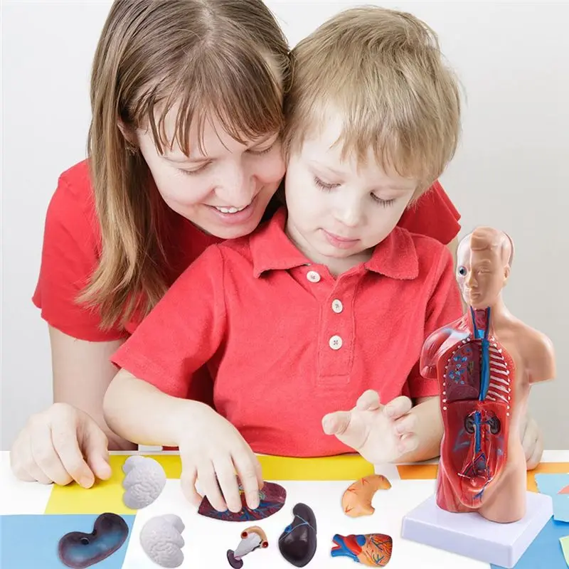 ABNH 11 Inch Human Torso Body Model Anatomy Anatomical Internal Organs for Student Teaching Study Assembling Model