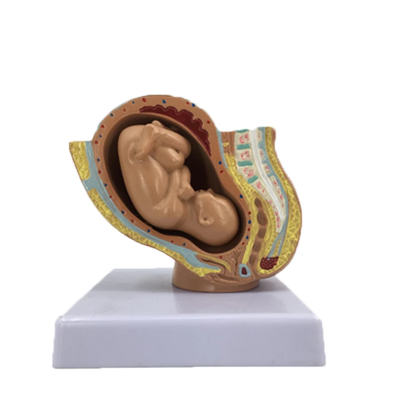 gynecology female pelvic full-term fetal model pregnancy development fetal uterine reproductive model for medicia teaching