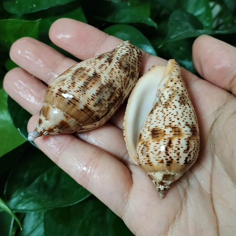 2 PC Natural Harpulina Lapponica Shells Brown Volute Volutidae Seashell Snail Specimen Collectibles Fish Tank Aquarium Landscape