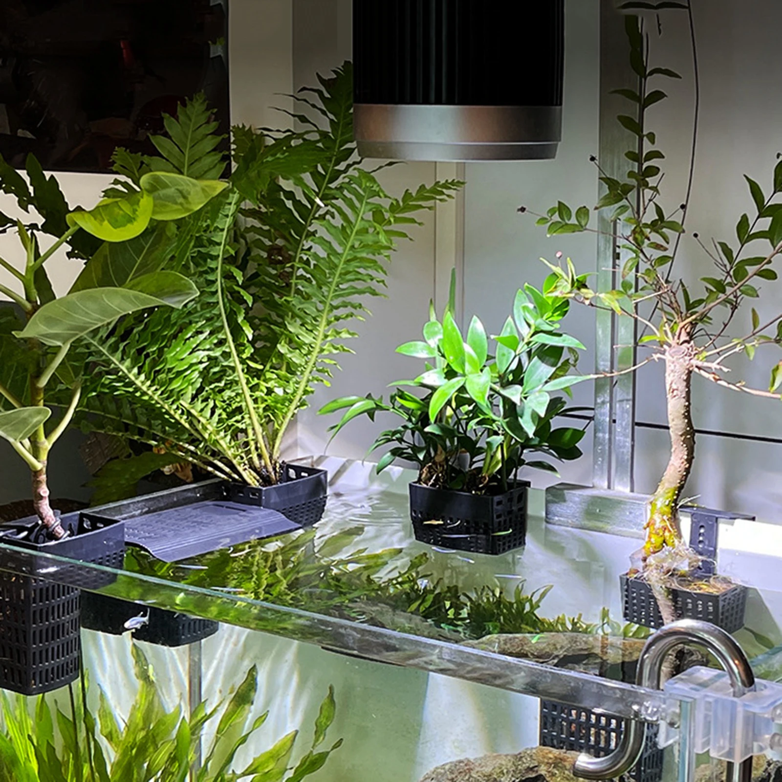 Aquarium Plant Holder with Ext - Aquarium Plant Holder 评论和价格
