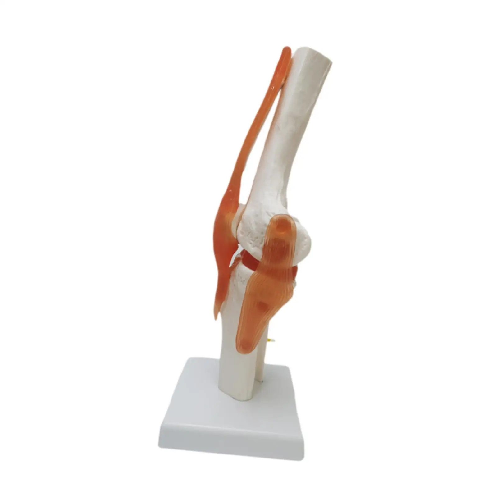 Human Knee Joint Model Bendable Lightweight with Ligaments Knee Anatomy Model for Studying Lab Classroom School Training