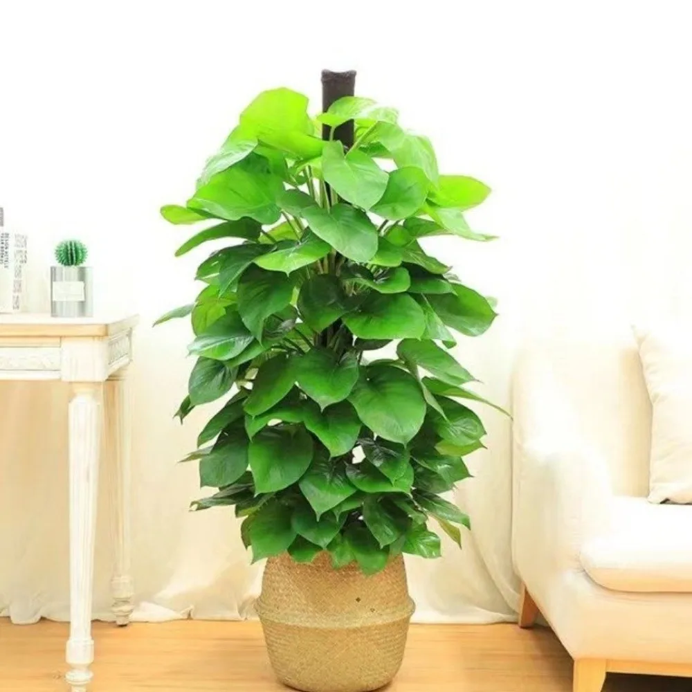 

Plastic Climbing Plant Stand Ventilate with Cover Potted Plant Holder Top Seal Insect Proof Climbing Vine Pillar