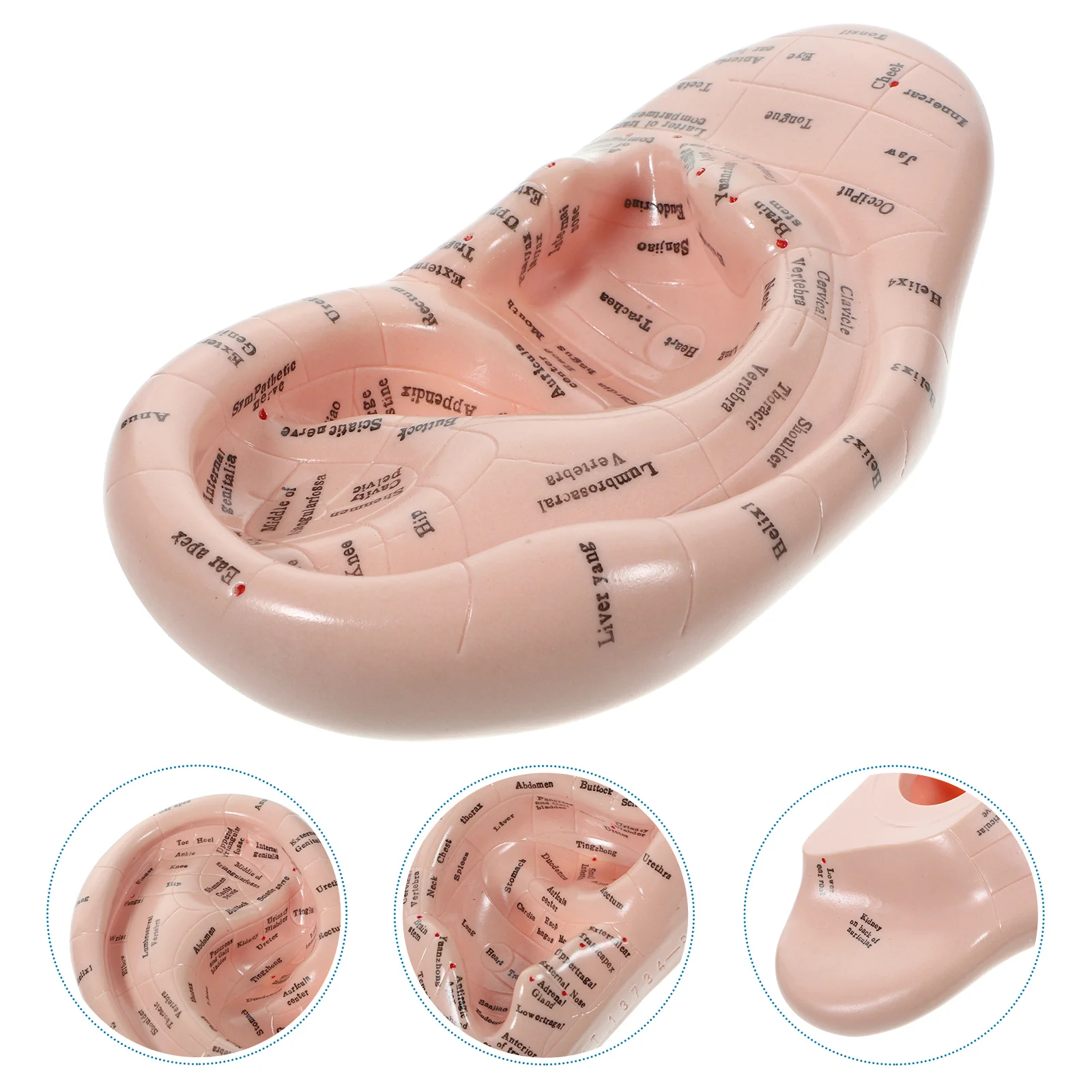 Auricular Model Massage Ear Teaching Mold Massaging Acupoint Learning Tool Chinese Medicine Prop Emulation Lettering Massager