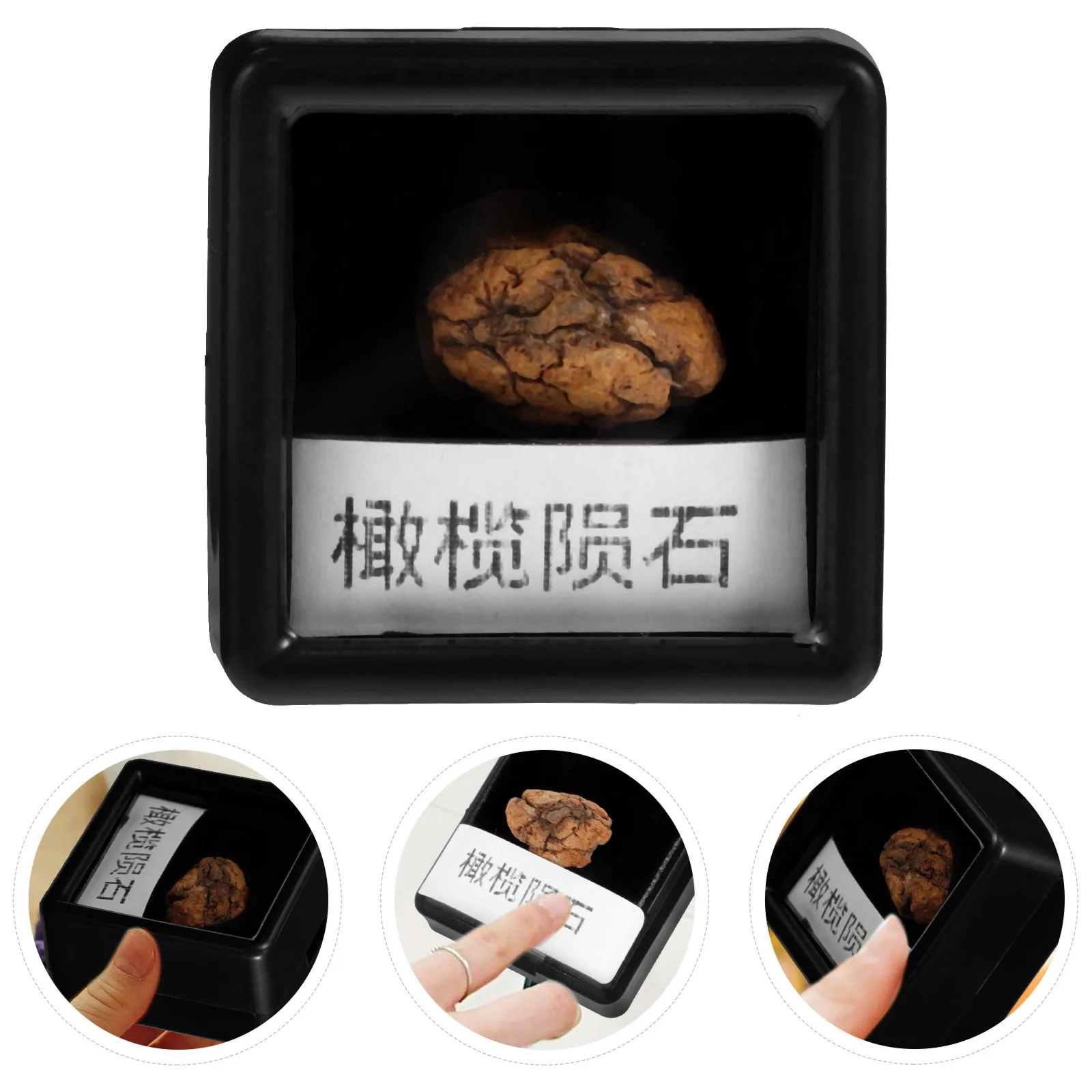 

Olive Meteorite Specimen Stone Sample Decor Decorations Small Stones Specimens