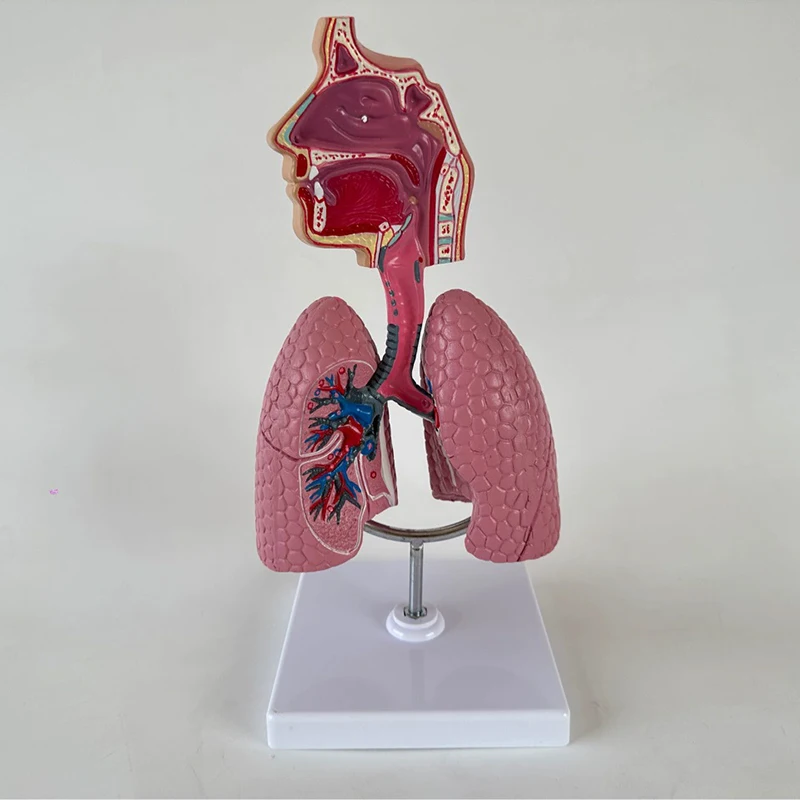 

Human Body Respiratory System Model Lung Anatomical Assembly of Organs Medical