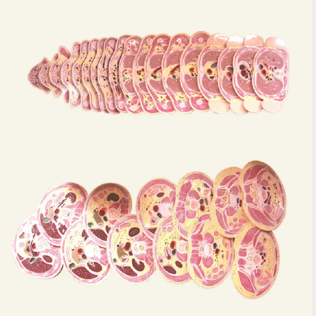 نموذج تشريح العلوم الطبية - محاكي تشريح التوموغرافي للذكور والإناث لطبقة أفقية من سيرفيكس وصندوق الرأس