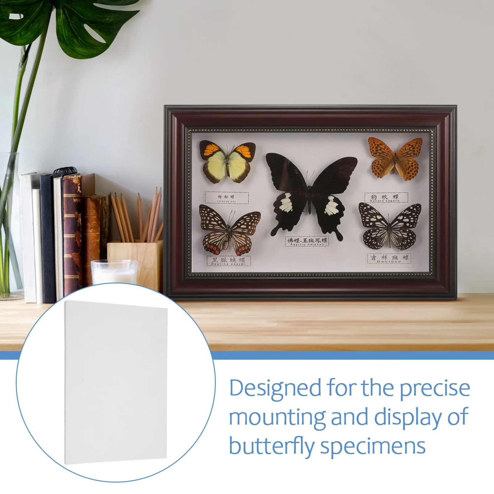 3Pcs Insect Specimen Pinning Board Butterfly Mounting Tool Eva Material Science Education Kit for Research Display Laboratory