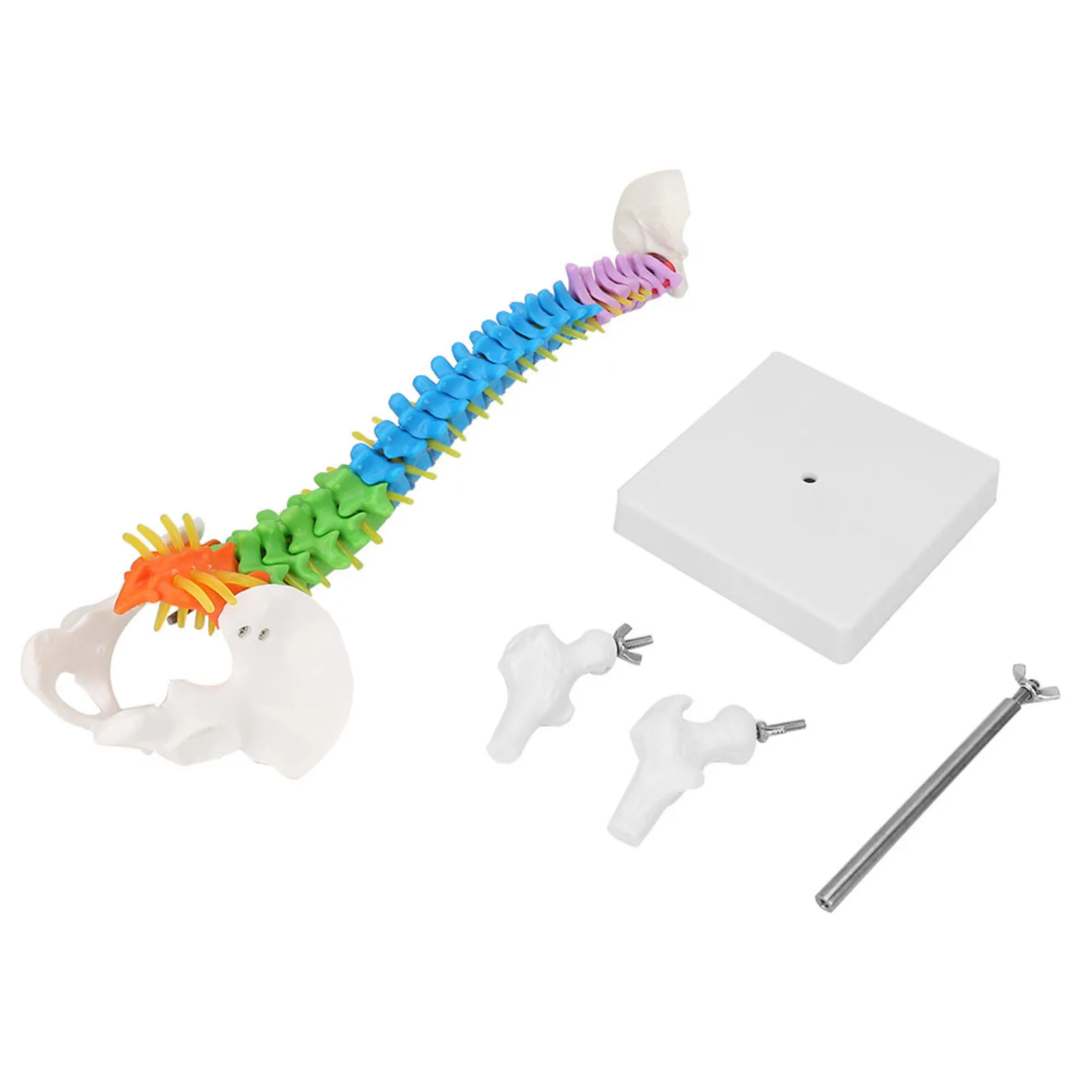 Flexible Spine Model New Colored Life Size Flexible Anatomical Human Skeleton Spine Model with Pelvis Femur 45cm Spine Model