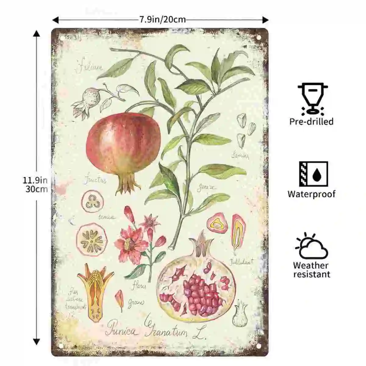 2D FLAT 1pc Vintage Botanical Pomegranate Illustration Wall Art Decoration for Home Kitchen Farmhouse And Garden