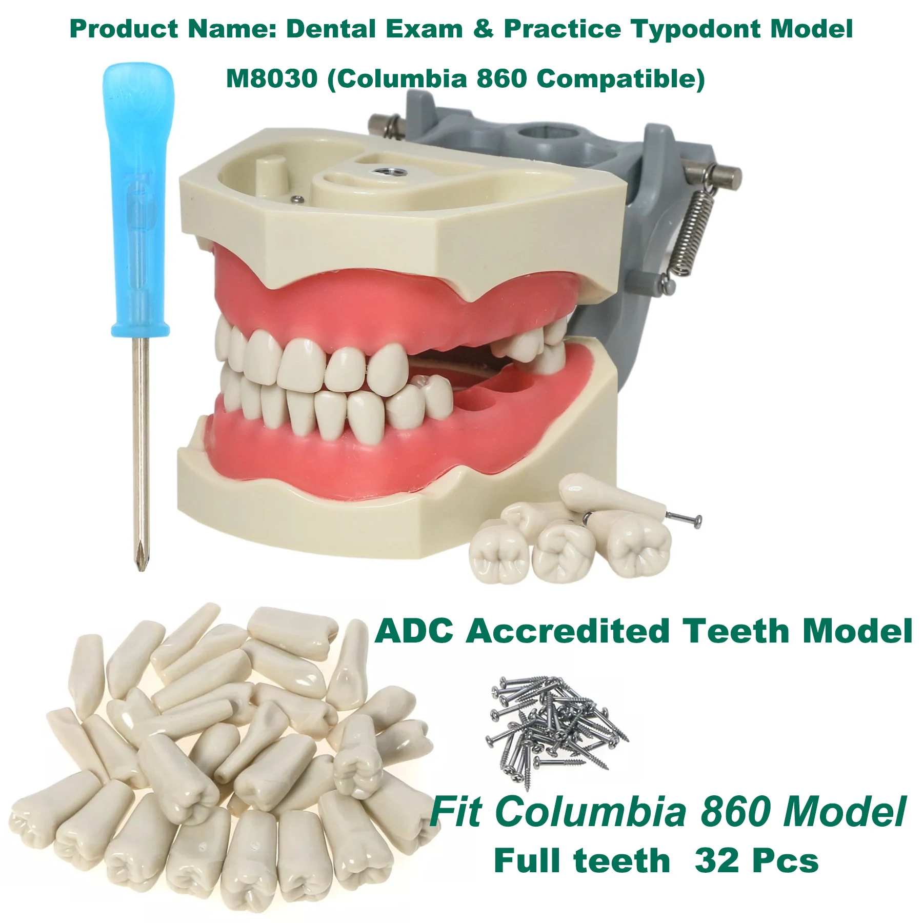32pcs Dental Exam/Practice Typodont Model ADC Accredited Teeth Model Removable Compatibility Columbia 860 system
