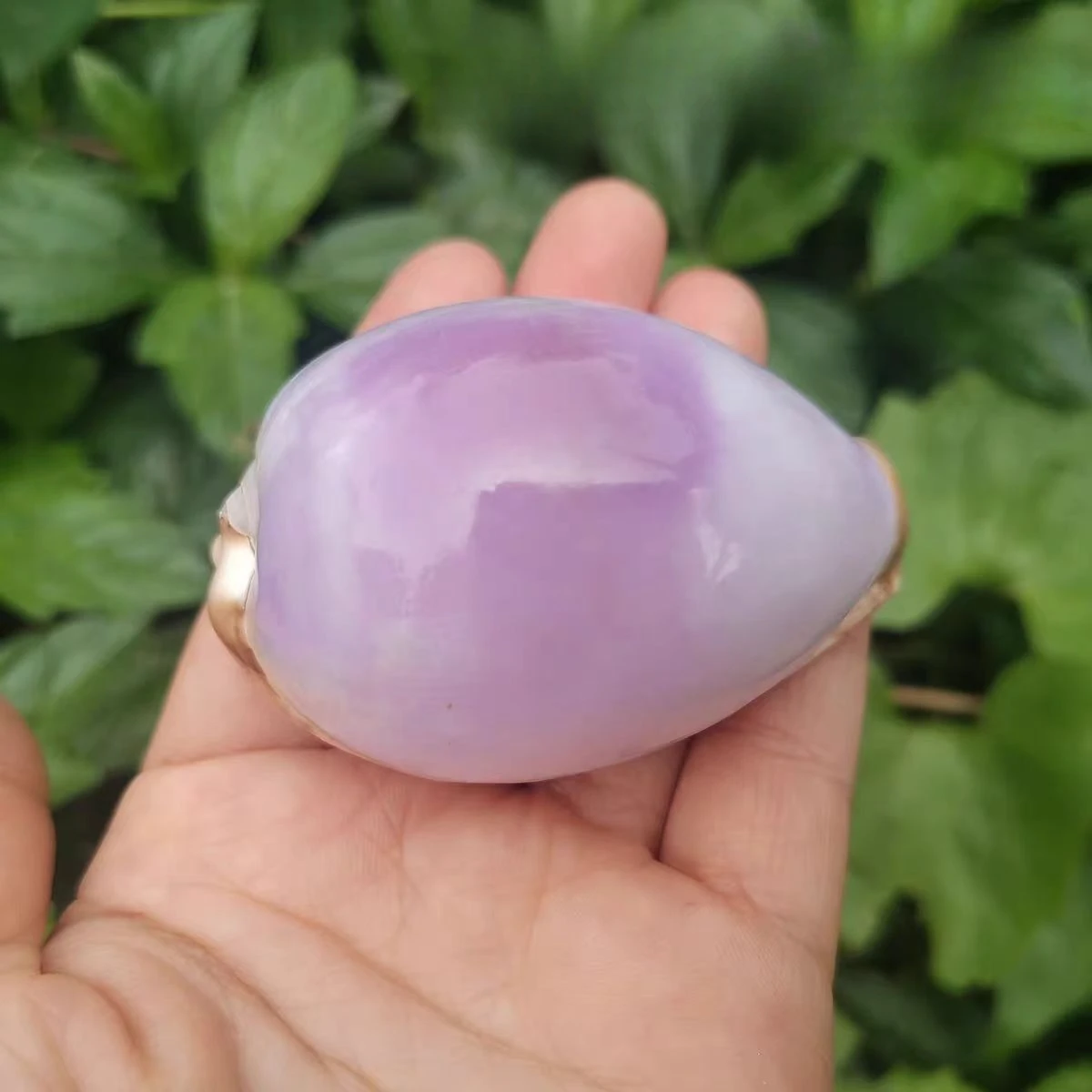 Mapa de concha de concha Natural, Caracol del Tesoro, colección de Boutique rara, espécimen de caracol del Tesoro, Caracol, regalo creativo decorativo