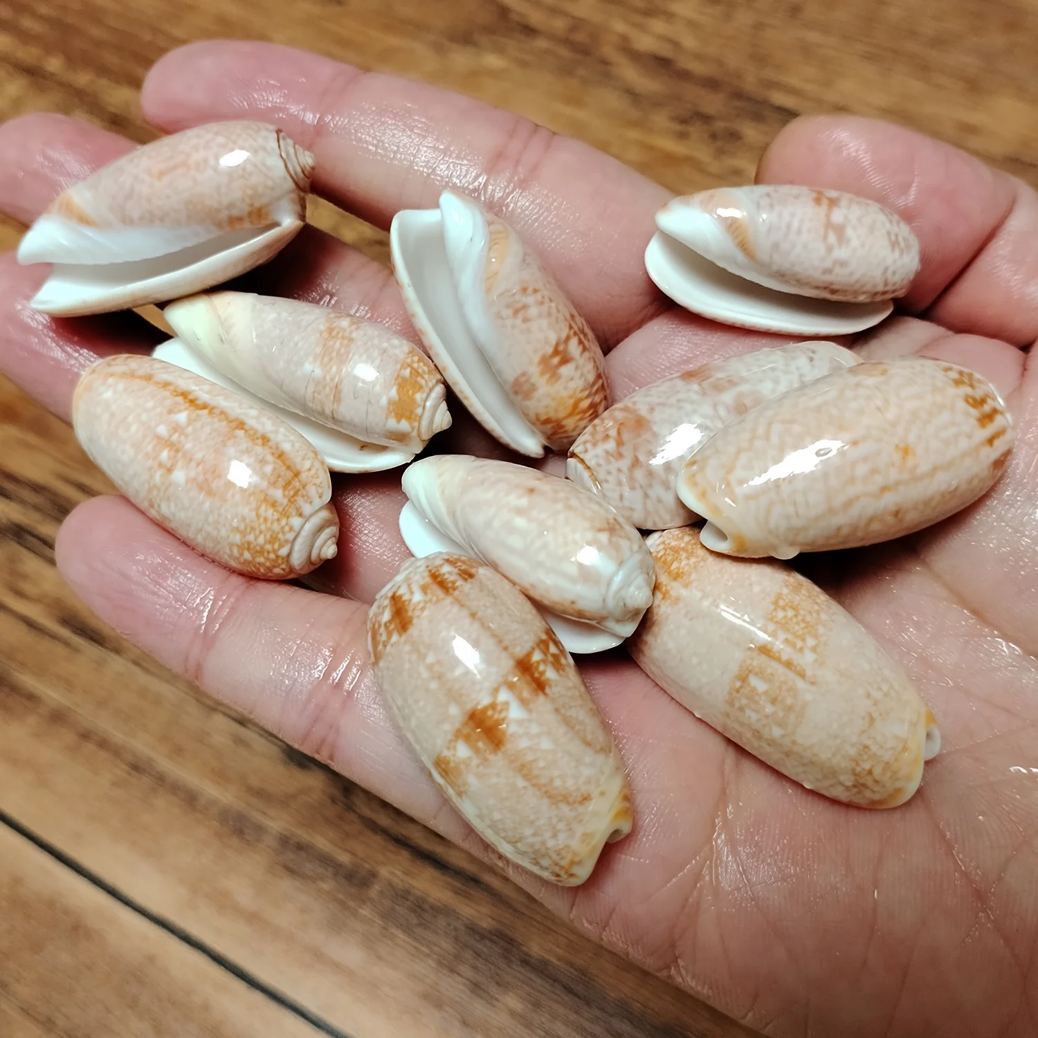 10 PCS Red Oliva Miniacea Shel - Pacific Jewelry & Watches Los Angeles 评论和价格