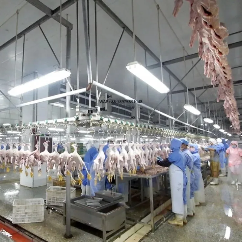 Slaughter Small Poultry Slaughtering Production Line Slaughterhouse