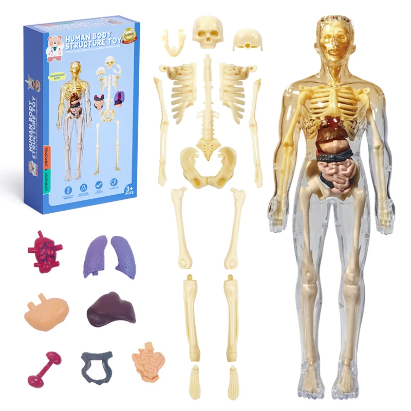 The Human Model Can Be Disassembled And Assembled Into A 3D Skeleton Of Skeletal Organs And Viscera Medical Anatomy Toy For Earl