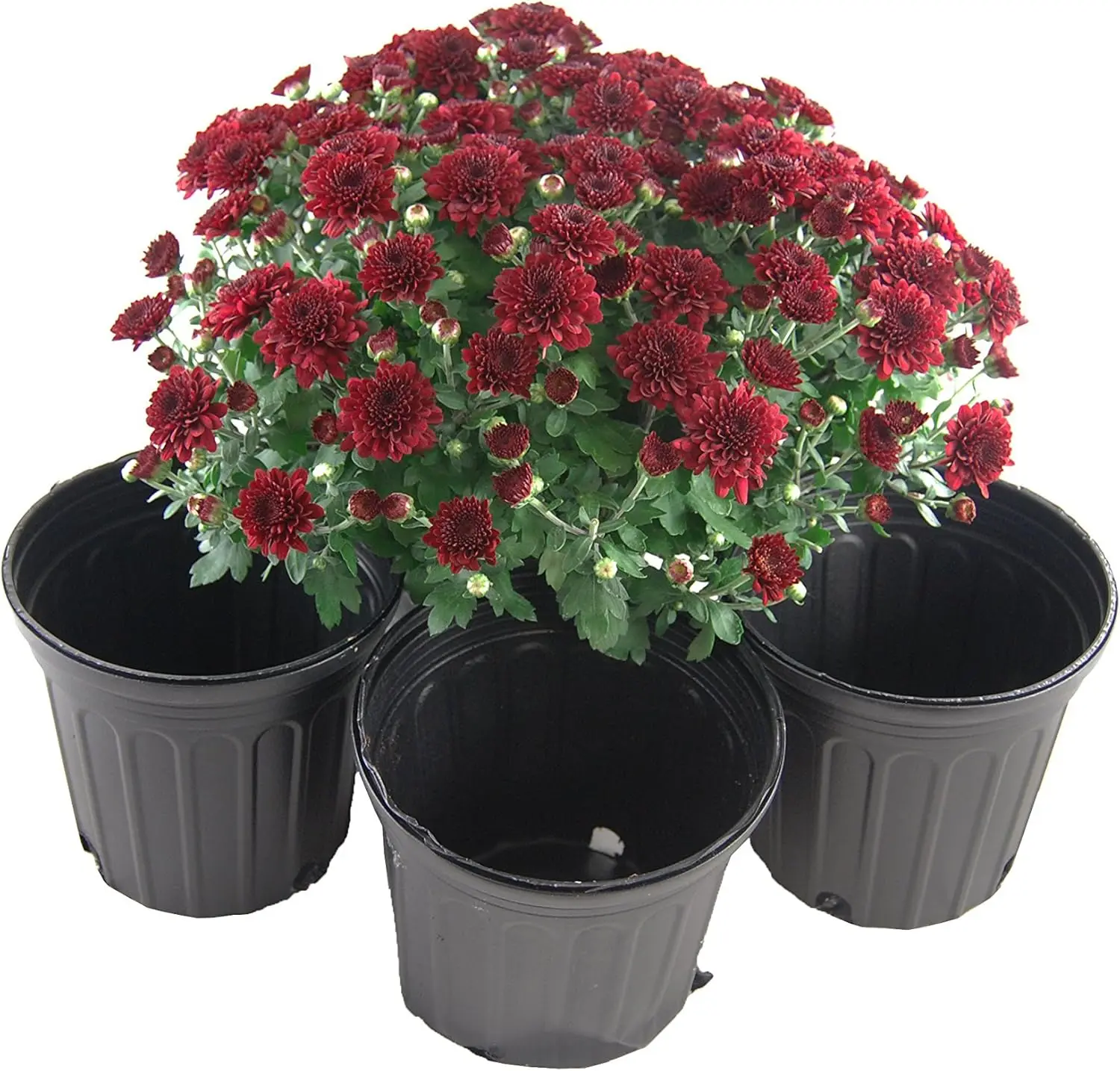 

One Gallon Black Trade Pots - Nursery/Greenhouse Pots - 106 Pots