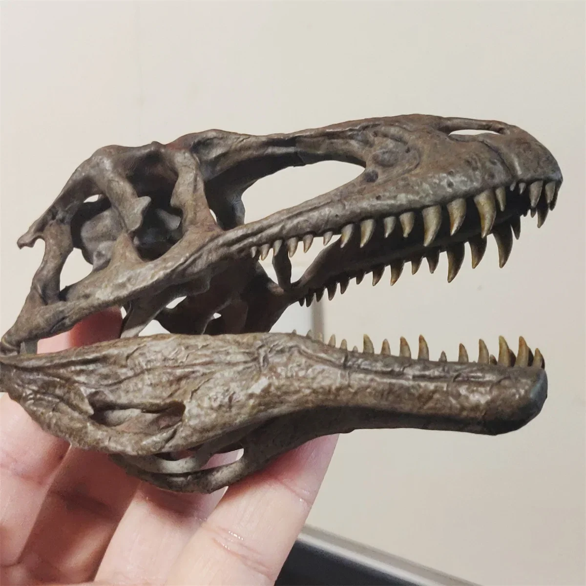 1/10 Acrocanthosaurus Skull Head Skeleton Model Carcharodontosauridae Dinosaur Figure Animal Collector Educational Decor GK Gift