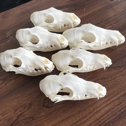 1pcs-6pcs Vulpes vulpes Red Fox, Silver Fox, Cross Fox Skull taxidermy real bone skeleton Christmas decoration gift