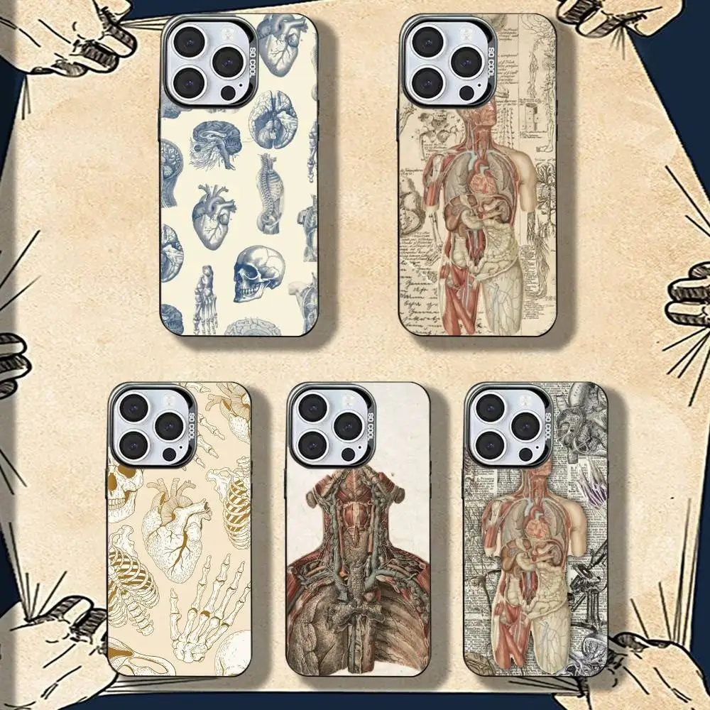 

Medical Anatomy Phone Case For iPhone 16,15,14,13,12,11,8,7,Pro,Max,Plus,Mini,XS,SE Shockproof Matte Cover