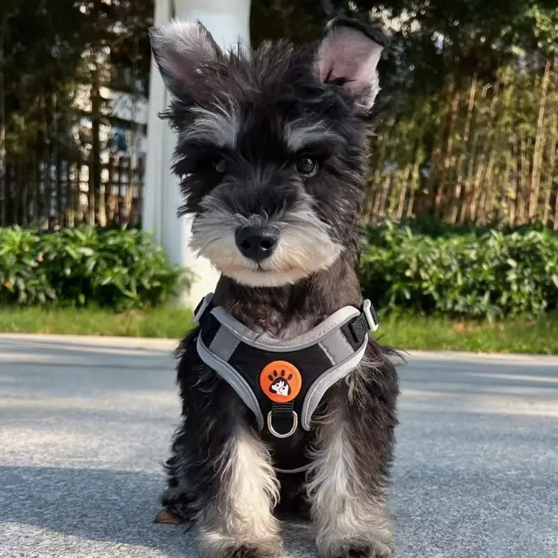 

Schnauzer leash vest type dog walking rope dog leash chest strap out dog chain pet only