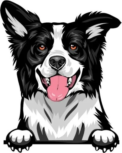 

For BORDER COLLIE Peeking DOG Breed Color Wall Window Laptop Sticker