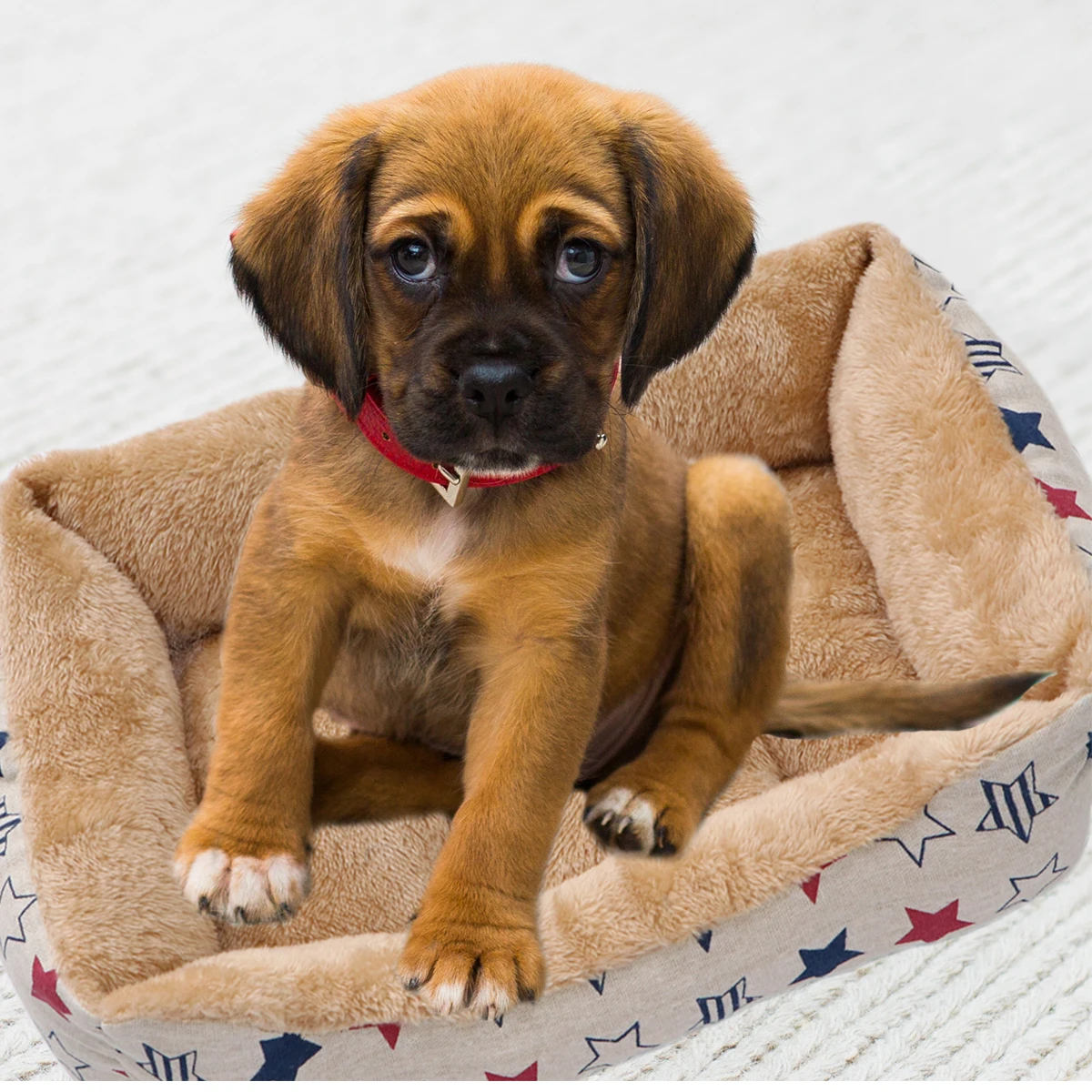 

Pet bed Pet bed house Pet warm house Dog house bed Pet house