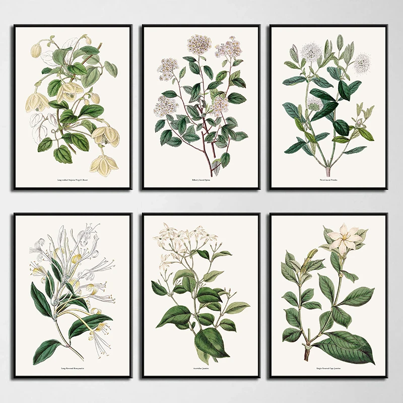 Vintage Botanical Flowers Posters Prints Honeysuckle Jasmine Spirea Canvas Painting Wall Art Picture for Living Room Home Decor