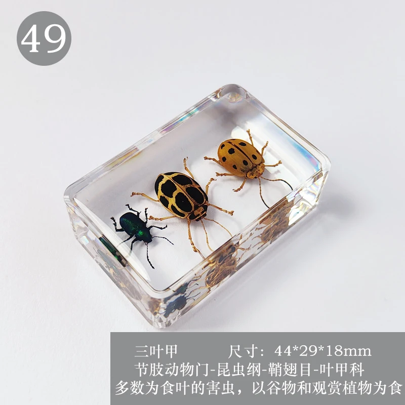 New Hot Selling Real Insect Resin Specimen Stag Beetle Locust Crab Scarab Bee Spider Teaching Collection Children\'s Cognition